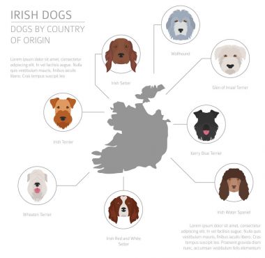 Ülke-in başlangıç köpekler. İrlandalı köpek ırkları. Infographic templat