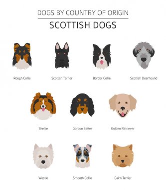 Ülke-in başlangıç köpekler. İskoç köpek ırkları. Infographic temp