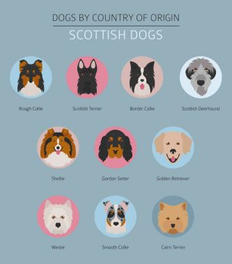 Ülke-in başlangıç köpekler. İskoç köpek ırkları. Infographic temp