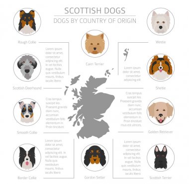 Ülke-in başlangıç köpekler. İskoç köpek ırkları. Infographic temp