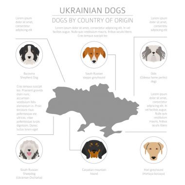 Ülke-in başlangıç köpekler. Ukraynalı köpek ırkları. Infographic tem