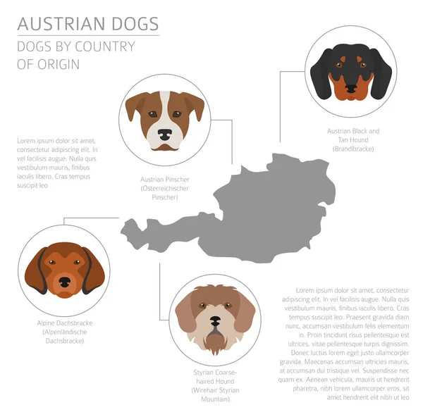 Dogs by country of origin. Austrian dog breeds. Infographic temp — Stock Vector