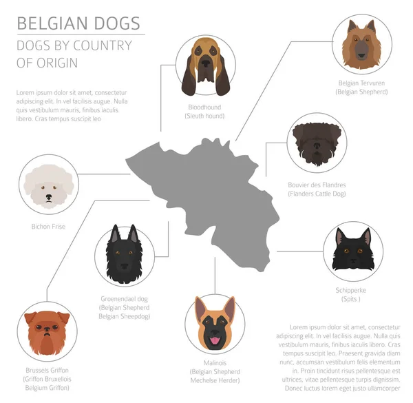 Perros por país de origen. Bélgica razas de perros. Infografía templ — Vector de stock
