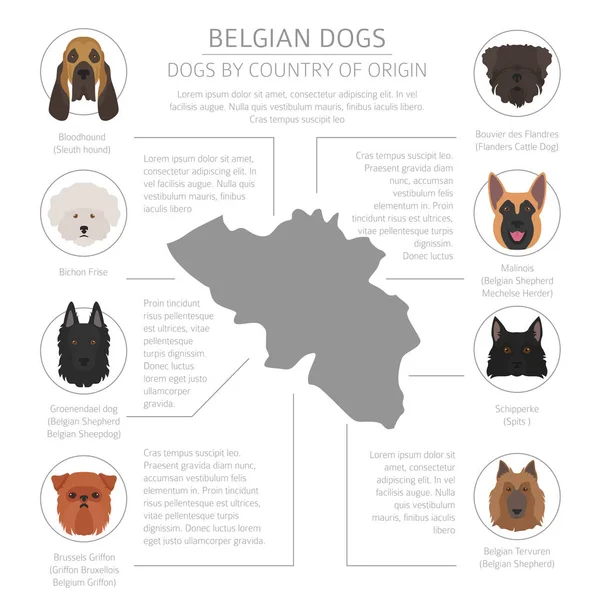 Dogs by country of origin. Belgium dog breeds. Infographic templ — Stock Vector