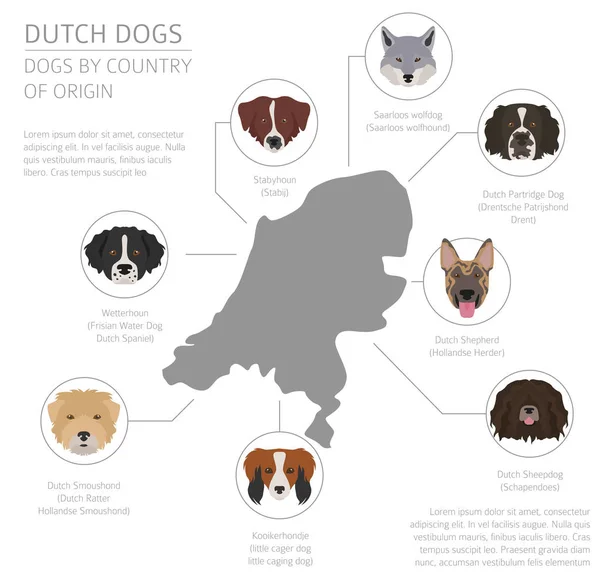 Perros por país de origen. Neerlandés (Holanda) razas de perros. Infografía — Archivo Imágenes Vectoriales