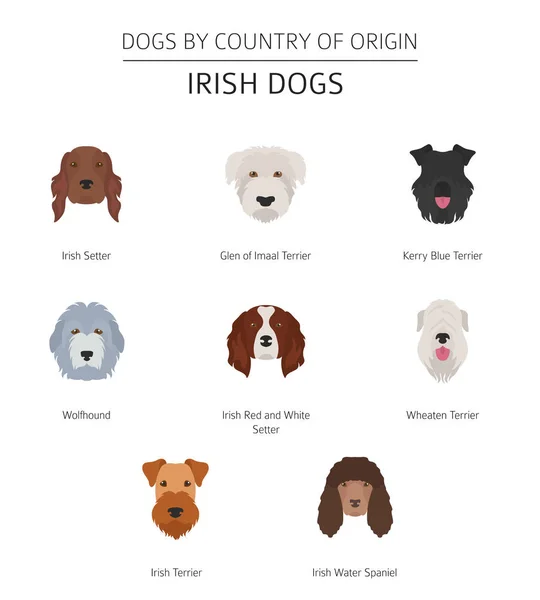 Cani per paese di origine. I cani irlandesi si riproducono. Modello infografico — Vettoriale Stock