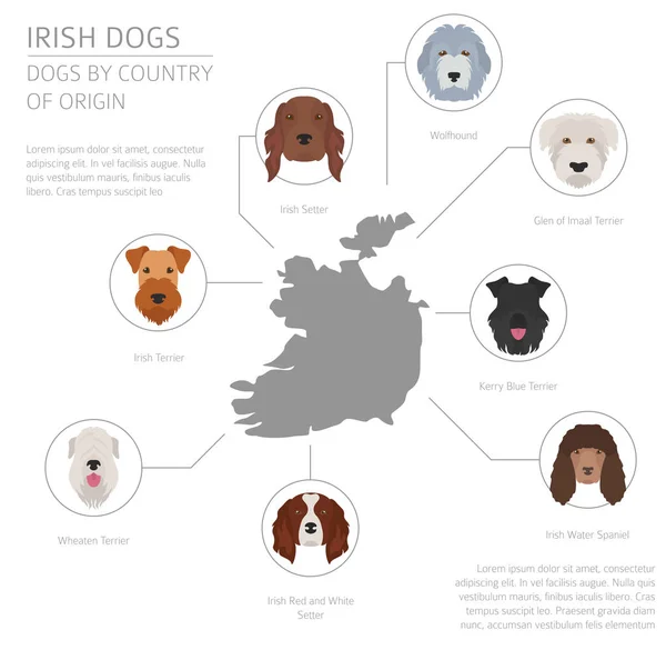Psi podle země původu. Irské psí plemena. Infografika templat — Stockový vektor