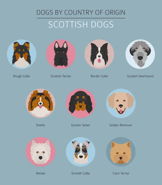 Chiens par pays d'origine. Les races de chiens écossais. Température infographique — Image vectorielle