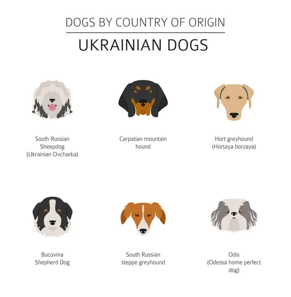 Perros por país de origen. Crianzas de perros ucranianos. Infografía tem — Vector de stock