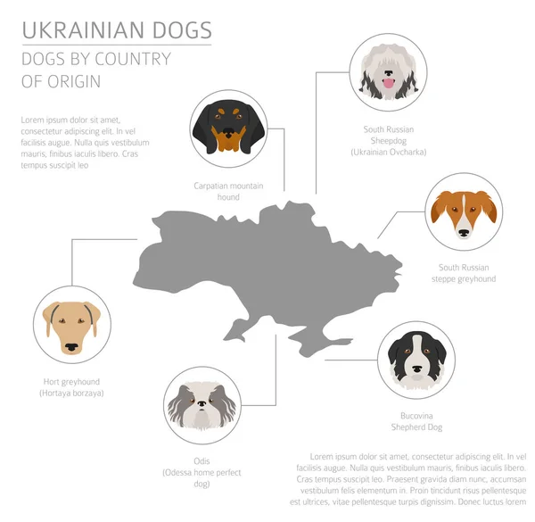 Σκυλιά ανά χώρα καταγωγής. Ουκρανικά σκύλοs breeds. Infographic tem — Διανυσματικό Αρχείο