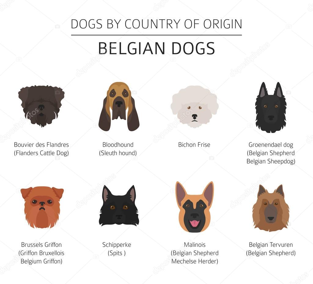 Dogs by country of origin. Belgium dog breeds. Infographic templ