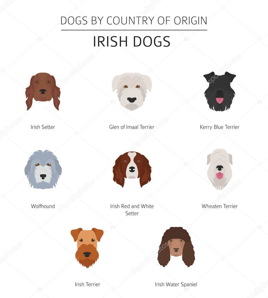 Dogs by country of origin. Irish dog breeds. Infographic templat