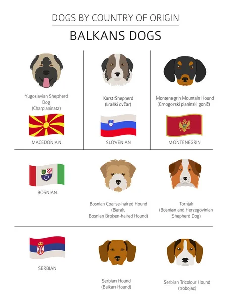 Psi podle země původu. Plemena psů Balkán: Makedonština, Bosni — Stockový vektor