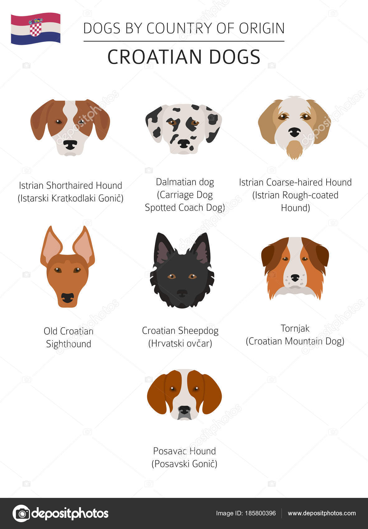 by country of origin. Croatian dog breeds. Infographic temp Stock Illustration by ©A7880S #185800396