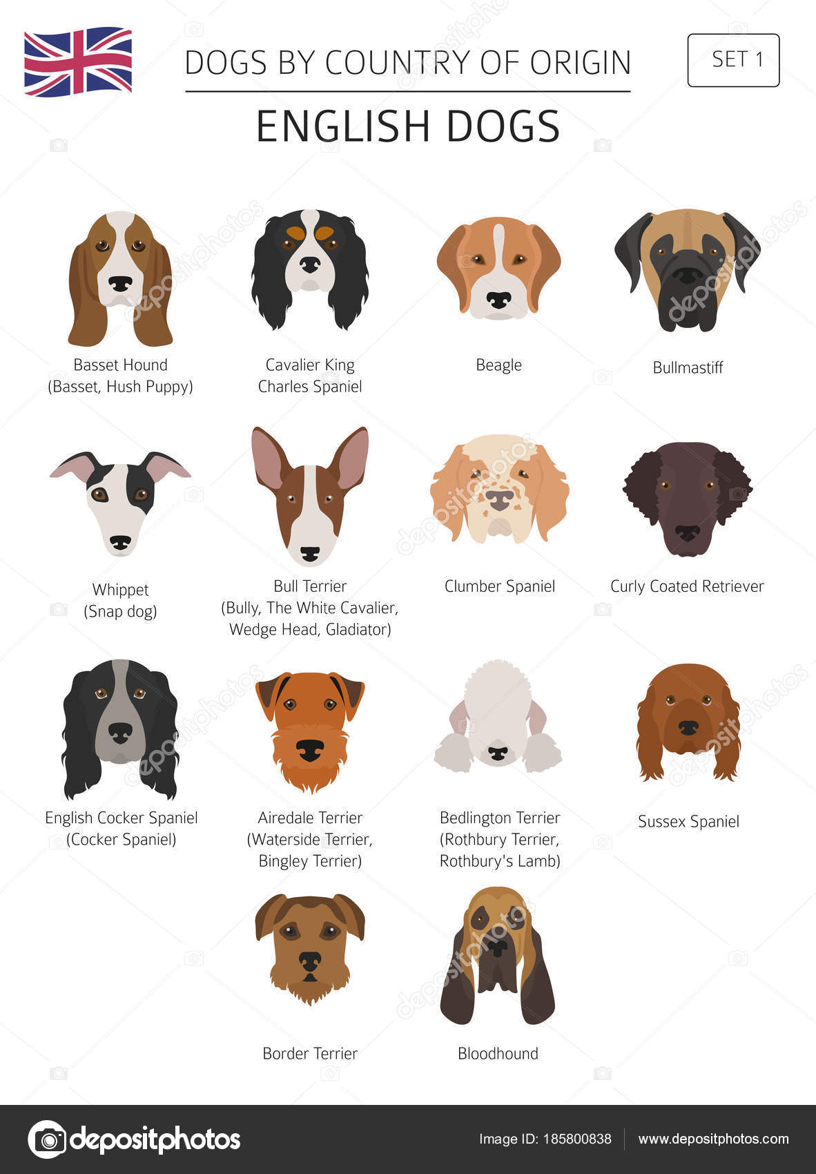 Chiens Par Pays Dorigine Races De Chiens Anglais