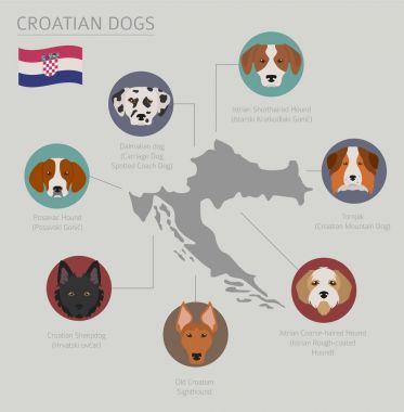 Ülke-in başlangıç köpekler. Hırvat köpek ırkları. Infographic temp