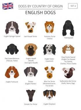 Ülke-in başlangıç köpekler. İngilizce doğurmak köpek. Infographic depo