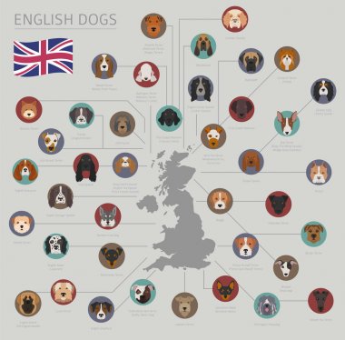 Ülke-in başlangıç köpekler. İngilizce doğurmak köpek. Infographic depo