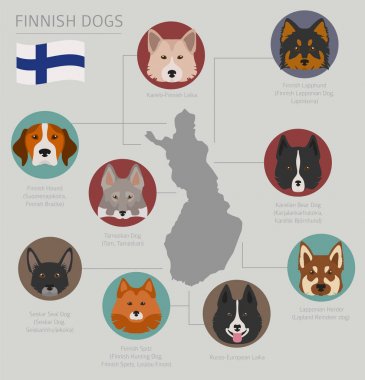 Ülke-in başlangıç köpekler. Fin köpek ırkları. Infographic depo