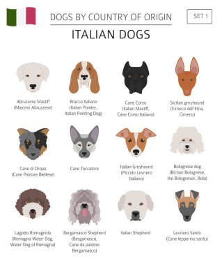 Ülke-in başlangıç köpekler. İtalyan köpek ırkları. Infographic depo
