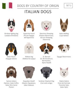 Ülke-in başlangıç köpekler. İtalyan köpek ırkları. Infographic depo