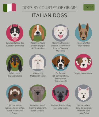Ülke-in başlangıç köpekler. İtalyan köpek ırkları. Infographic depo