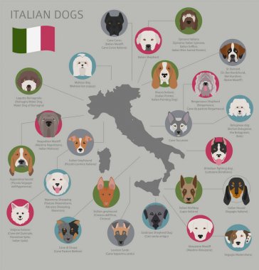 Ülke-in başlangıç köpekler. İtalyan köpek ırkları. Infographic depo
