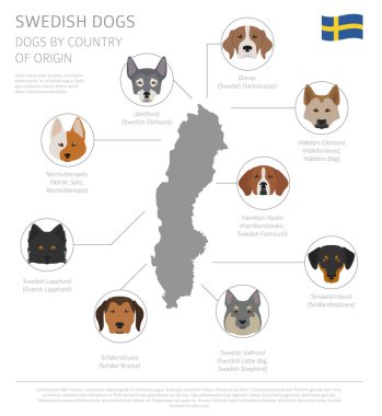 Ülke-in başlangıç köpekler. İsveçli köpek ırkları. Infographic depo