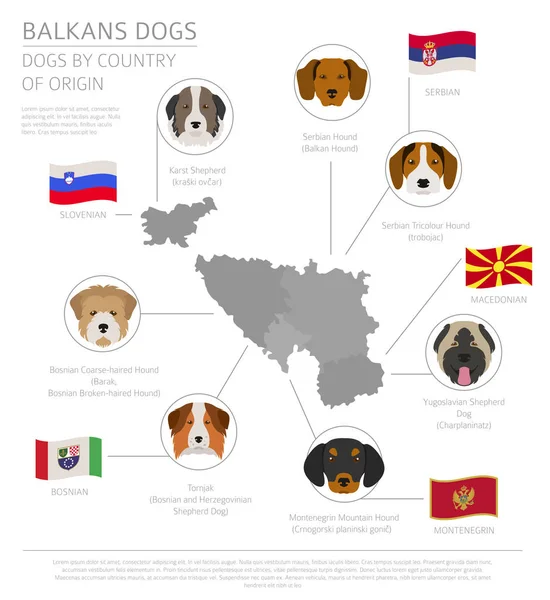 Dogs by country of origin. Balkans dog breeds: Macedonian, Bosni — Stock Vector