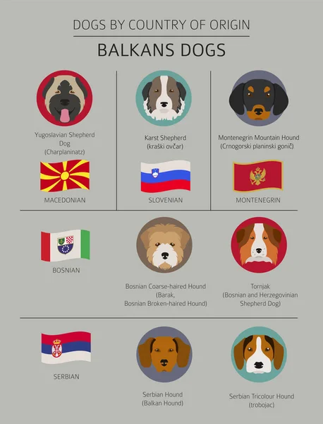 Dogs by country of origin. Balkans dog breeds: Macedonian, Bosni — Stock Vector