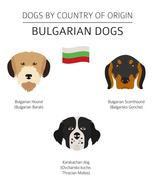 Hundar efter ursprungsland. Bulgariska hundraser. Infographic tem — Stock vektor