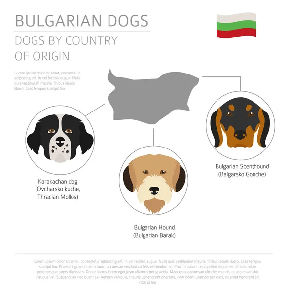 Hunde nach Herkunftsland. bulgarische Hunderassen. Infografik — Stockvektor