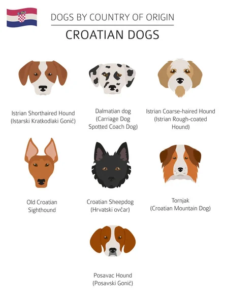 Dogs by country of origin. Croatian dog breeds. Infographic temp — Stock Vector