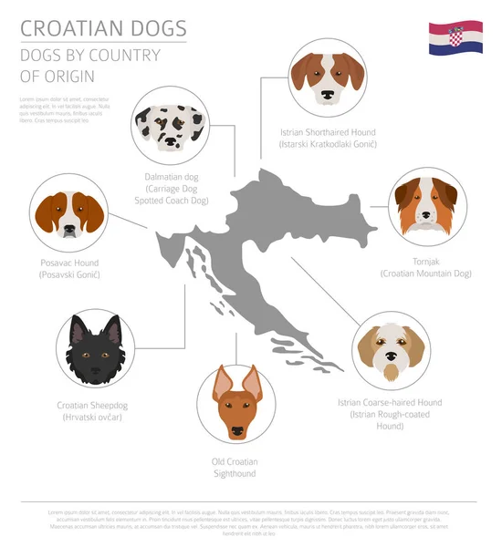 Psi podle země původu. Chorvatské psí plemena. Infografika teplota — Stockový vektor