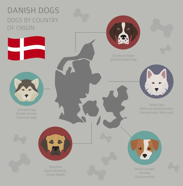 Dogs by country of origin. Danish dog breeds. Infographic templa — Stock Vector