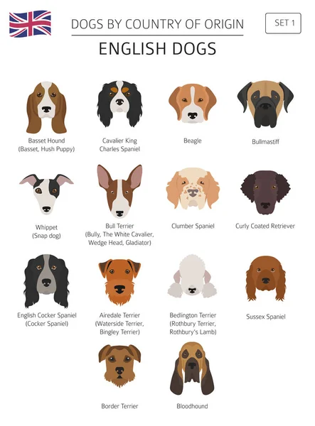 Ülke-in başlangıç köpekler. İngilizce doğurmak köpek. Infographic depo