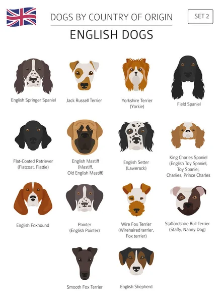 Perros por país de origen. Razas de perros ingleses. Infografía templ — Vector de stock