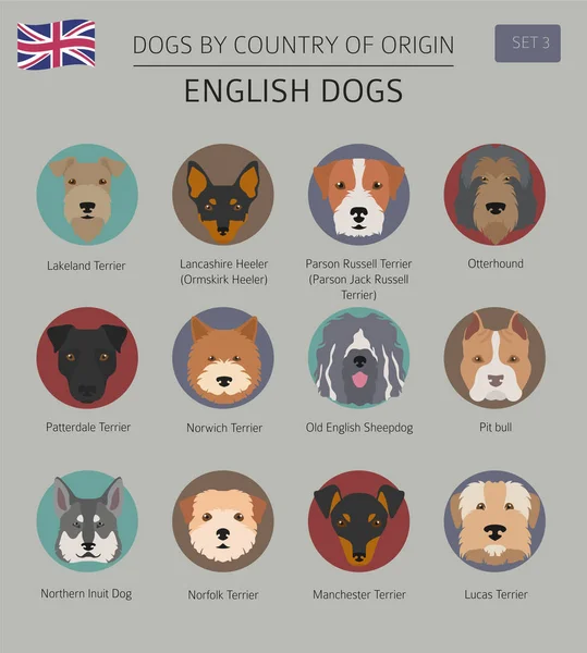 Perros por país de origen. Razas de perros ingleses. Infografía templ — Vector de stock