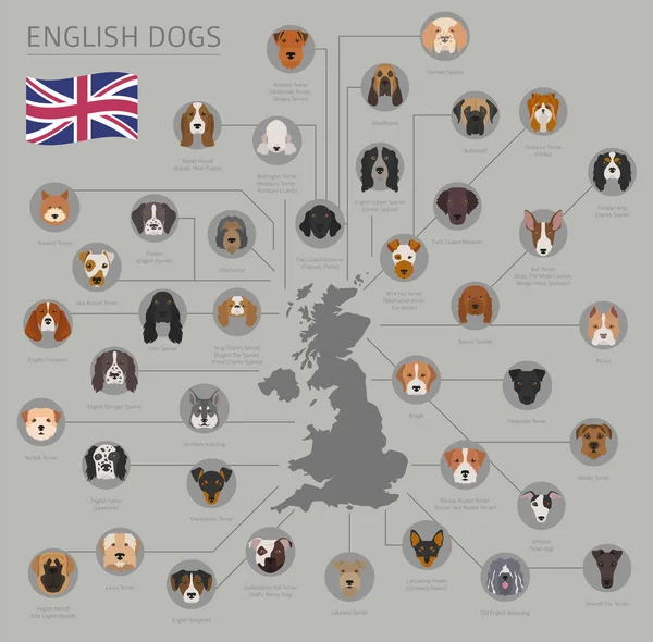 Hunde nach Herkunftsland. Englische Hunderassen. Infografischer Tempel — Stockvektor
