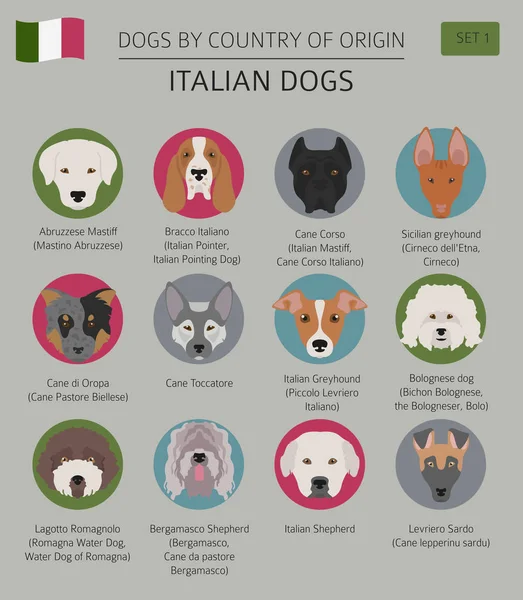 Cães por país de origem. Raças de cães italianos. Infográfico templ —  Vetores de Stock