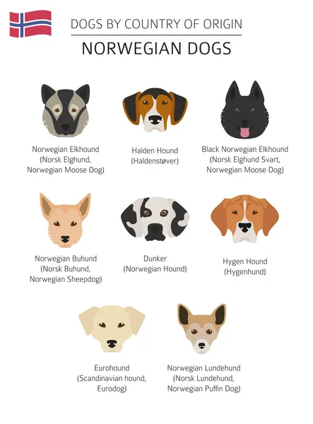 Chiens par pays d'origine. Chiens de races norvégiennes. Infographie — Image vectorielle