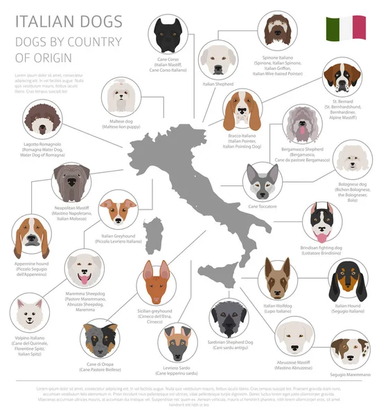 Cães por país de origem. Raças de cães italianos. Infográfico templ — Vetor de Stock