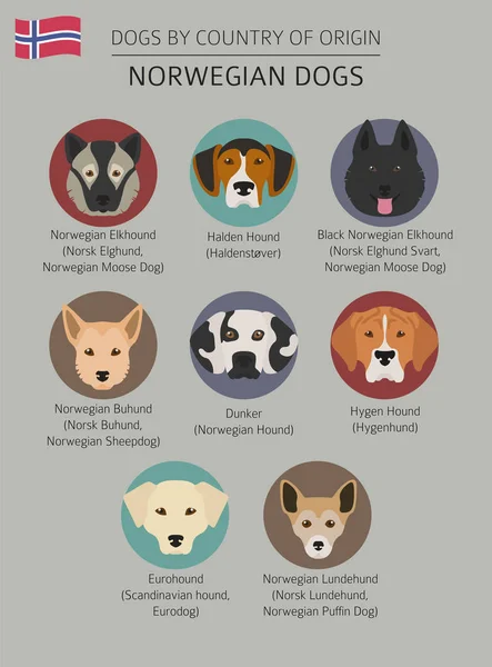 Hunde nach Herkunftsland. Norwegische Hunderassen. Infografik — Stockvektor