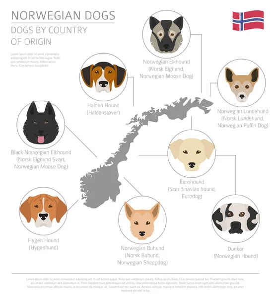 狗的原籍国。挪威狗品种。图表 tem — 图库矢量图片
