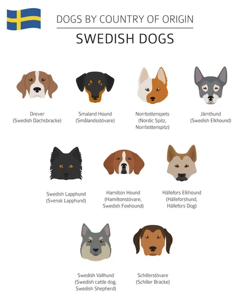 Chiens par pays d'origine. Les races suédoises de chiens. Templ infographique — Image vectorielle