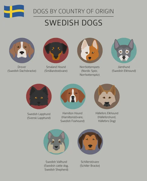 Dogs by country of origin. Swedish dog breeds. Infographic templ — Stock Vector