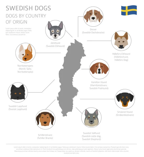 Dogs by country of origin. Swedish dog breeds. Infographic templ — Stock Vector