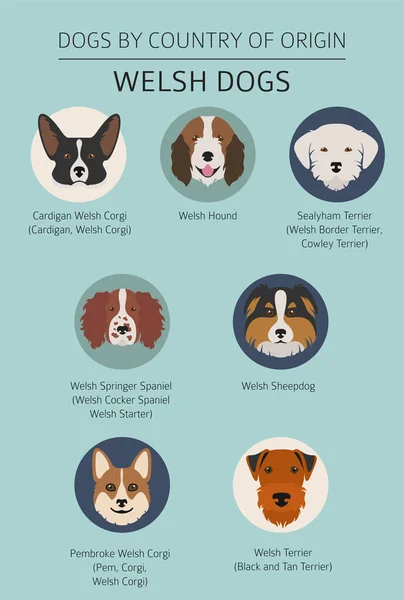 Cães por país de origem. Raças de cães Walsh. Modelo infográfico — Vetor de Stock