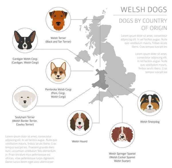 Psi podle země původu. Walsh psí plemena. Infografika templat — Stockový vektor