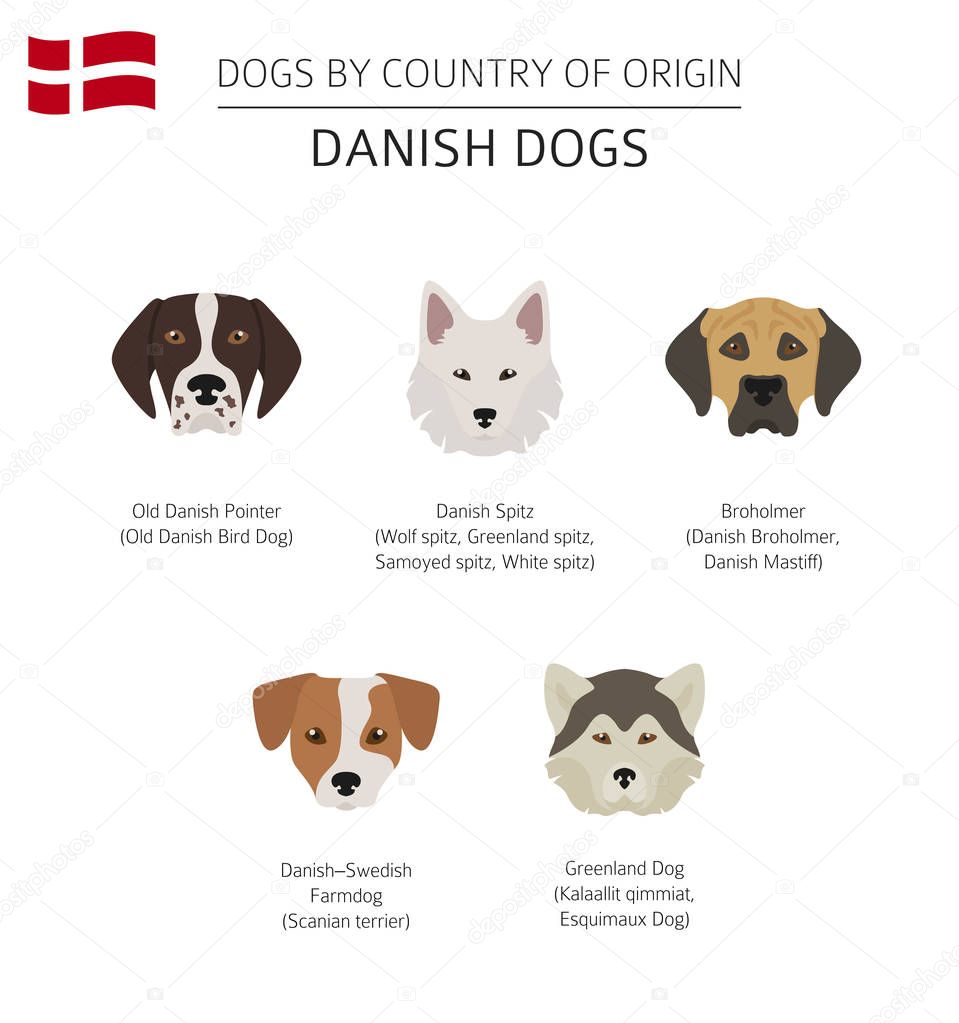Dogs by country of origin. Danish dog breeds. Infographic templa